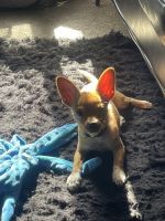 Chihuahua Puppies for sale in Miami Gardens, Florida. price: $950