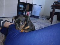 Chihuahua Puppies for sale in Panama City, Florida. price: $300