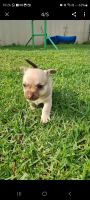 Chihuahua Puppies for sale in Londonderry, New South Wales. price: $1,300