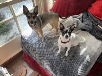 Chihuahua Puppies for sale in Visalia, California. price: NA