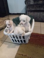 Chihuahua Puppies for sale in Walla Walla, Washington. price: $100