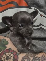 Chihuahua Puppies for sale in Thornton, Colorado. price: NA