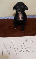 Chihuahua Puppies for sale in Vallejo, California. price: $1,000