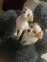 Chihuahua Puppies for sale in Middletown, Connecticut. price: $500