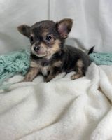 Adoption and rehoming