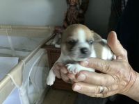 Chihuahua Puppies for sale in Bradford, PA 16701, USA. price: NA