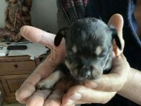Chihuahua Puppies for sale in Bradford, PA 16701, USA. price: NA