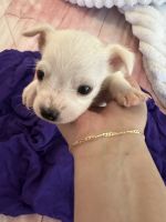 Chihuahua Puppies for sale in Bronx, NY 10461, USA. price: $750