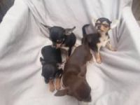 Chihuahua Puppies for sale in Kuwait City, Kuwait. price: NA