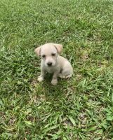 Chihuahua Puppies for sale in Lutz, FL, USA. price: $250