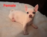 3 Female Chihuahuas