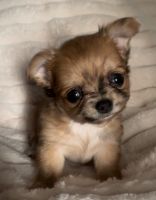 Chihuahua Puppies for sale in Adamsville, TN, USA. price: $2,250