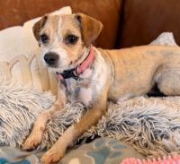 Chihuahua Puppies for sale in Huntsville, AL 35811, USA. price: $100