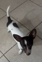 Chihuahua Puppies for sale in Homestead, FL, USA. price: $600