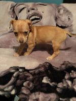 Chihuahua Puppies for sale in Dallas, TX, USA. price: $600