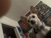 Chihuahua Puppies for sale in San Gabriel, CA, USA. price: NA