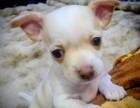 Chihuahua Puppies for sale in Isleton, CA 95641, USA. price: $1,500