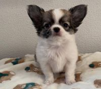 Chihuahua Puppies for sale in Houston, TX, USA. price: $350