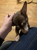 Chihuahua Puppies for sale in Renton, WA, USA. price: NA