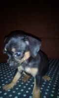 Chihuahua Puppies for sale in Parañaque, Metro Manila, Philippines. price: 6000 PHP