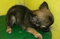 Chihuahua Puppies for sale in San Jose del Monte City, 3023 Bulacan, Philippines. price: 14000 PHP