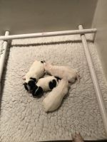 Chihuahua Puppies for sale in Ealing, London W5 5AY, UK. price: NA