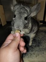 Chinchilla Rodents for sale in York County, PA, USA. price: $250