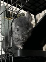 Chinchilla Rodents for sale in Temecula, California. price: $500