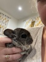 Chinchilla Rodents for sale in Salem, Oregon. price: $300
