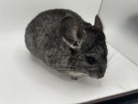 Chinchilla Rodents for sale in Augusta, GA, USA. price: $275