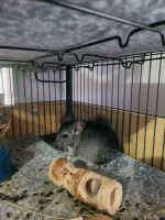 Chinchilla Rodents for sale in Pawtucket, Rhode Island. price: $100