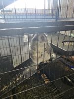 Chinchilla Rodents for sale in 311 S 4th St, Darby, PA 19023, USA. price: $100