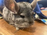 Chinchilla Rodents for sale in Houston, TX, USA. price: $200