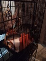 Chinchilla Rodents for sale in Las Vegas, Nevada. price: $400