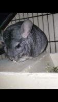 Chinchilla Rodents for sale in Windom, Minnesota. price: $800