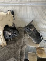 Chinchilla Rodents for sale in Belleville, Michigan. price: $200