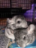 Chinchilla Rodents for sale in Chattanooga, Tennessee. price: $360