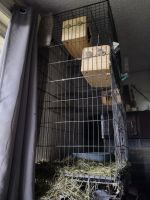 Chinchilla Rodents for sale in Jefferson, Oregon. price: $500
