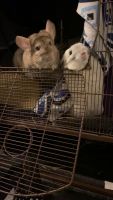 Chinchilla Rodents for sale in Tempe, Arizona. price: $600