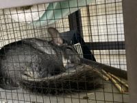 Chinchilla Rodents for sale in Schaumburg, Illinois. price: NA