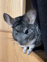 Chinchilla Rodents Photos