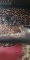 Chinchilla Rodents for sale in Woodruff, South Carolina. price: $100