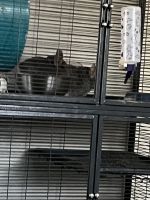 Chinchilla Rodents for sale in Azusa, California. price: $1,000