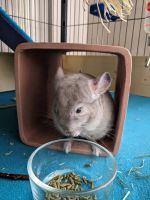 Chinchilla Rodents for sale in Palm Harbor, Florida. price: $150