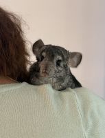 Chinchilla Rodents for sale in Odesa, Odesa Oblast, Ukraine, 65000. price: 500 UAH