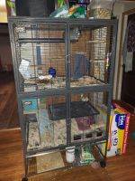 Chinchilla Rodents for sale in Blaine, MN 55434, USA. price: $300