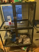 Chinchilla Rodents for sale in Lewiston, ME, USA. price: $350