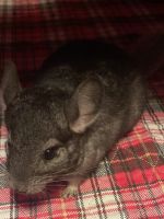 Chinchilla Rodents Photos