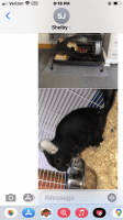 Chinchilla Rodents for sale in Randolph, OH 44201, USA. price: $175