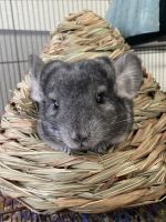 Chinchilla Rodents for sale in Cheyenne, WY, USA. price: $300